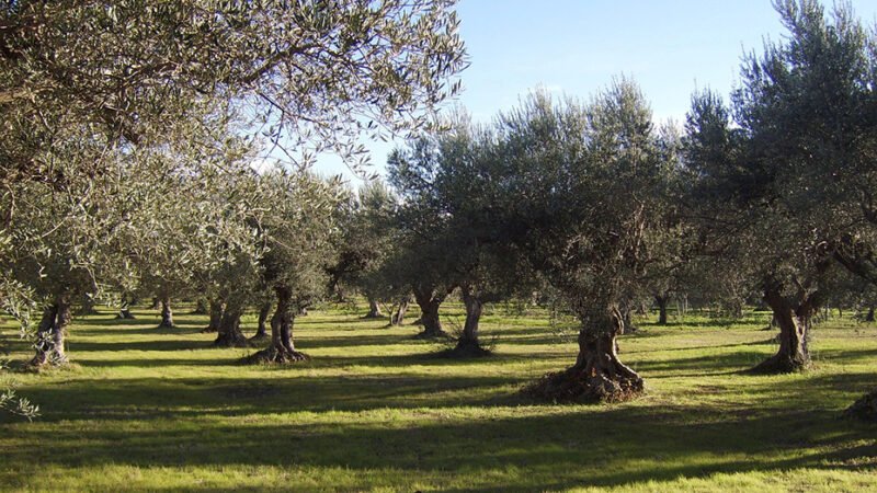 Inscripciones abiertas para jornada demostrativa de olivar en ‘Demofarm Andalucía’