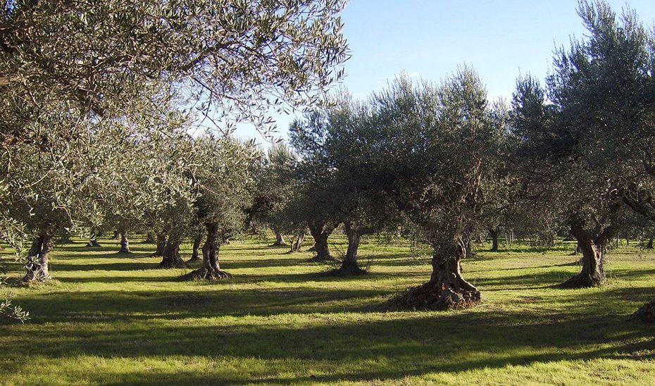 Inscripciones abiertas para jornada demostrativa de olivar en ‘Demofarm Andalucía’