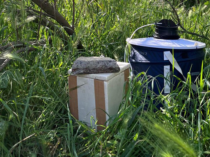 Trampas de mosquitos no detectan virus del Nilo Occidental en invierno.
