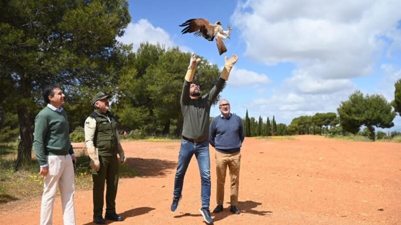 Águila calzada liberada en Parque de la Dehesa del Generalife.
