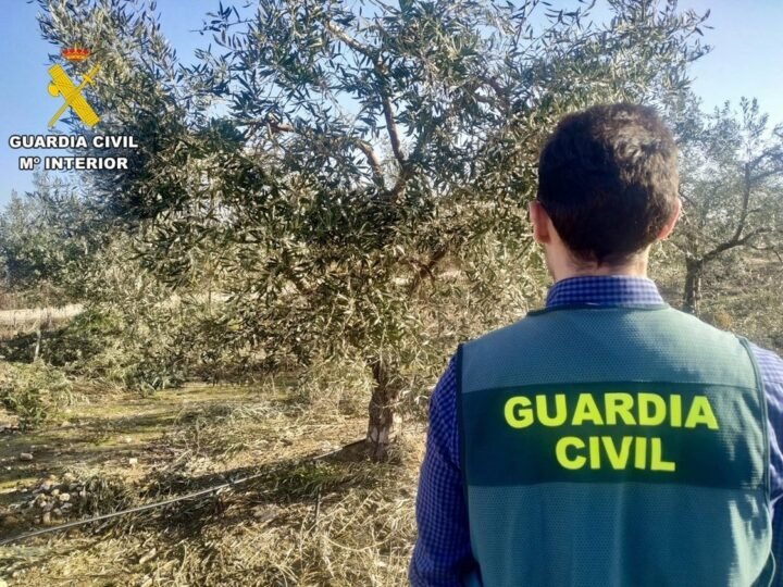 Siete investigados por robo de aceituna en Loja (Granada)