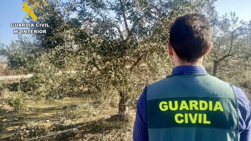 Siete investigados por robo de aceituna en Loja (Granada)