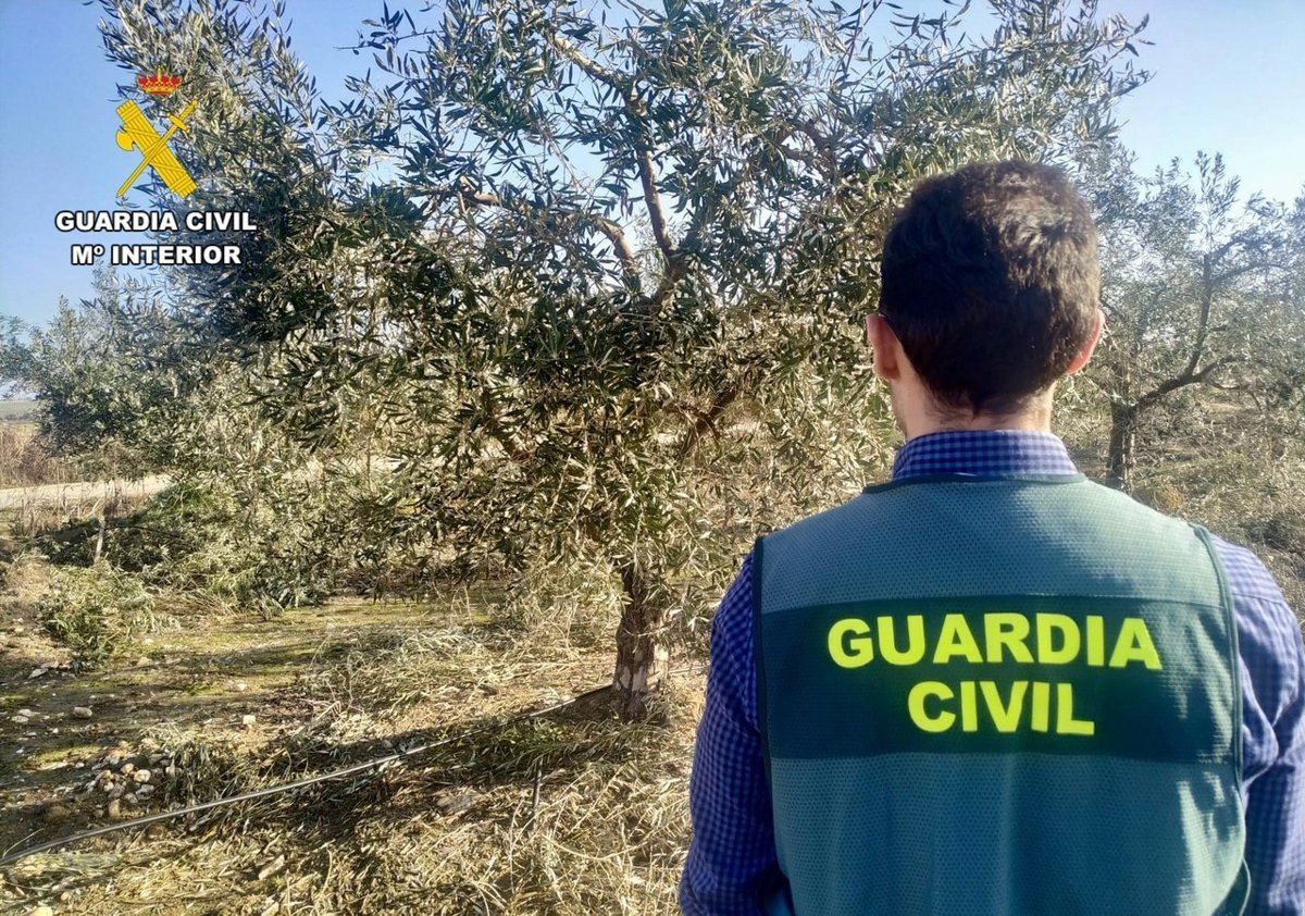 Siete investigados por robo de aceituna en Loja (Granada)